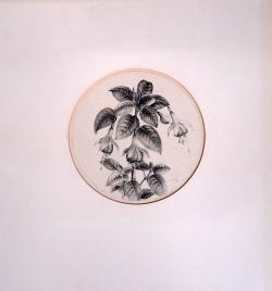 Henk Voskuyl<br />Fuchsia