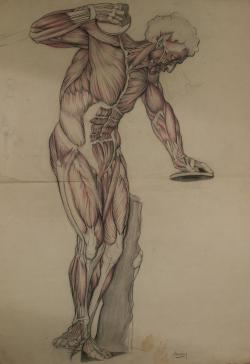 Berend Hoving<br />Anatomische weergave van spierstelsel van discuswerper