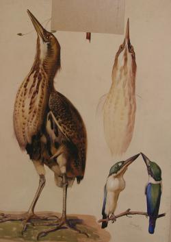 Cornelis Pieter de Wit<br />Vogels