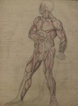 Berend Hoving<br />Anatomische weergave van spierstelsel (rugzijde)