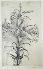 Arnold Willem Kort<br />Lelies