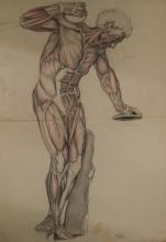 Berend Hoving<br />Anatomische weergave van spierstelsel van discuswerper