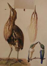 Cornelis Pieter de Wit<br />Vogels